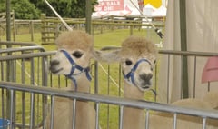 Alpacas aplenty at county show courtesy of Lakemoor 