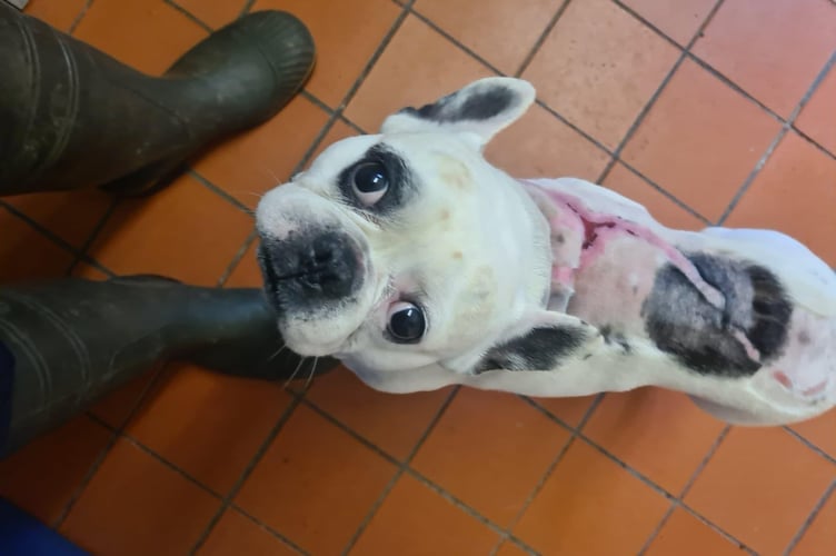 Injured dog