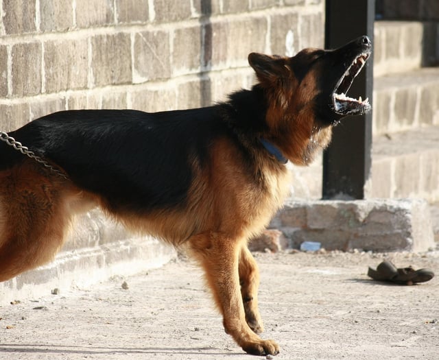 Dog owner’s identity sought after animal lunges at child 
