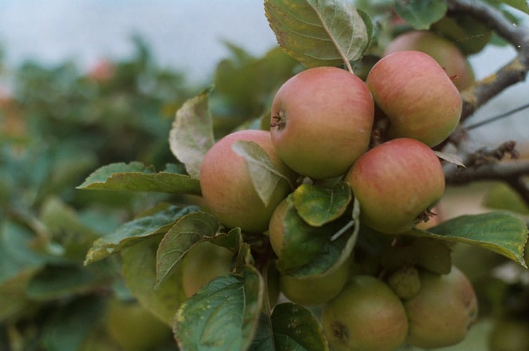 apples.jpeg