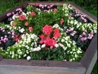 More green-fingered success for the South Hams