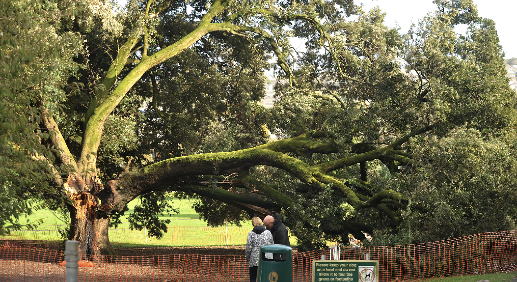 Man prosecuted for cutting down tree