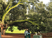 Council secures prosecution for illegal tree felling