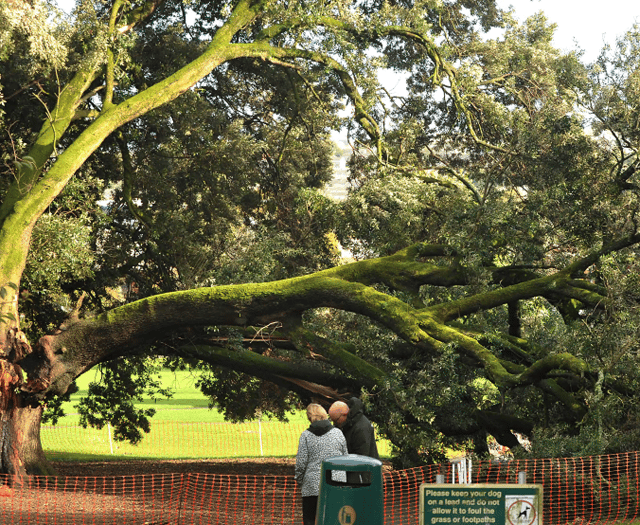 Council secures prosecution for illegal tree felling