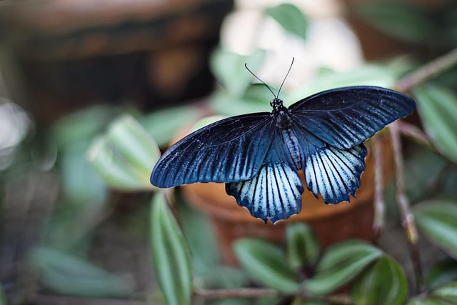 Charity makes it easy for nature-spotters this National Insect Week