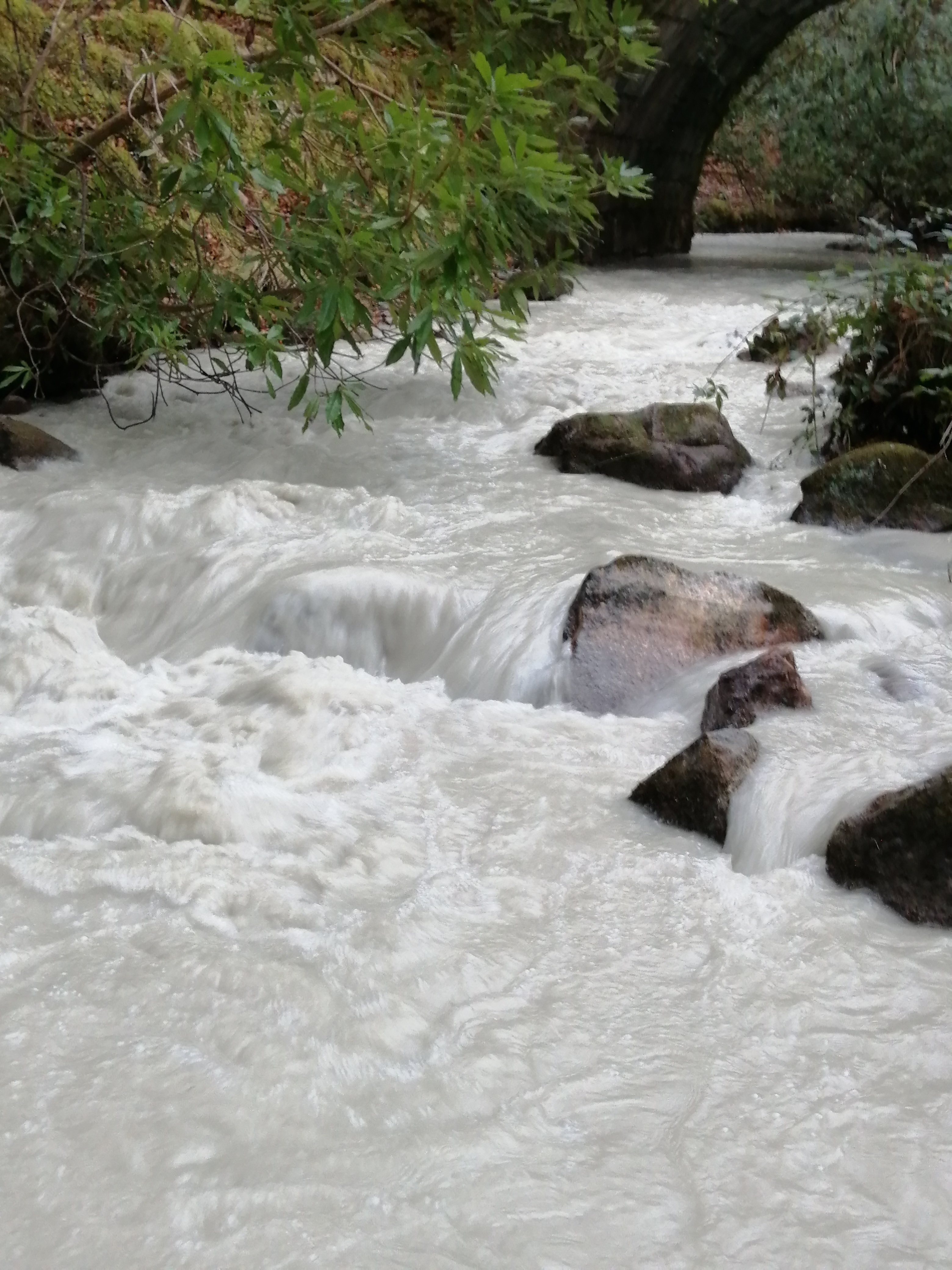 Volunteer to save Wembury's native flora