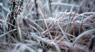 Frost