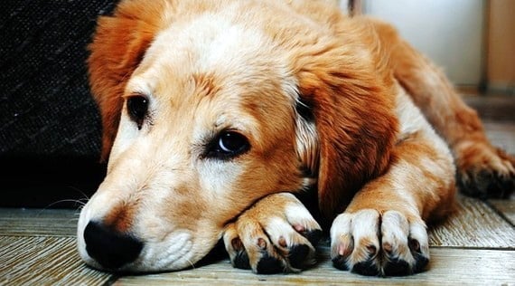 New 'bait and switch' scam aimed right at your heart strings