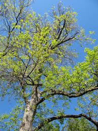 Ash tree