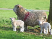 Government backs Bill to clamp down on dog attacks on livestock 
