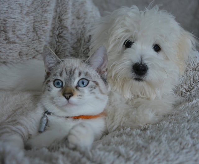 Caring for pets during the current cost of living crisis