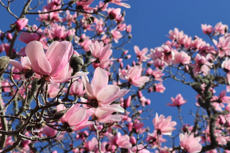 Magnolia at Greenway