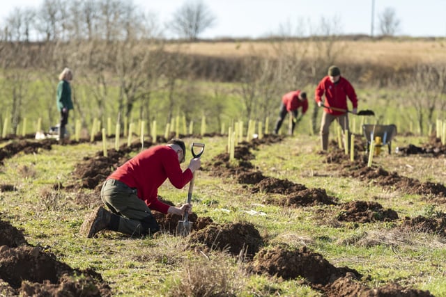 Devon County Council greenlights landmark community forest plan