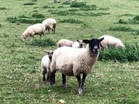 LETTERS TO THE EDITOR: Responses to MP's plea on farming