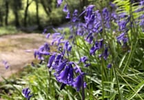 Bluebell wood in all its glory open this weekend