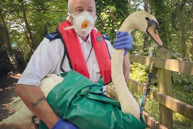 Swan rescue by RSPCA after hook caught in bill
