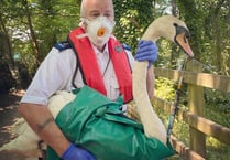 Swan rescue by RSPCA after hook caught in bill
