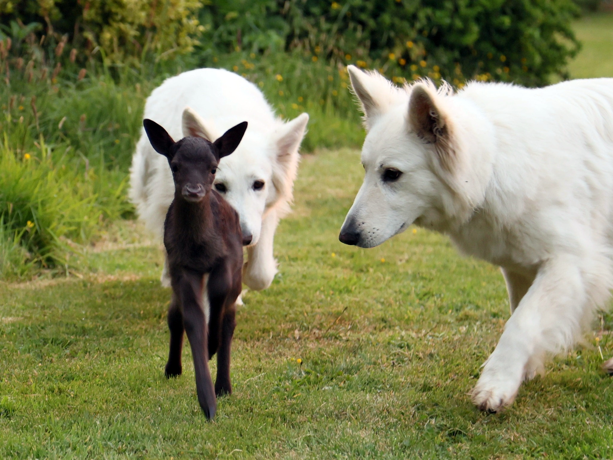 Wild deer is bonding with pet dogs