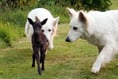 Wild deer is bonding with pet dogs