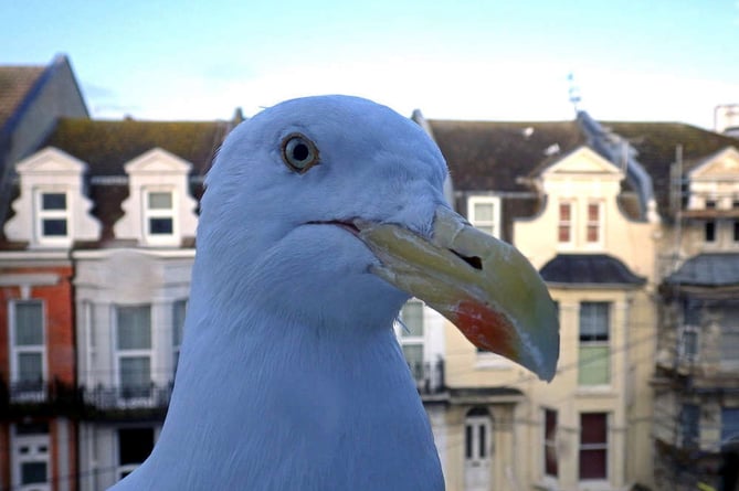 Herring Gull (courtesy: Dr-Mx/Creative Commons)