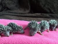 Prickles in a Pickle in the Spotlight