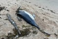 Great sorrow as dead dolphin washes up on our shores
