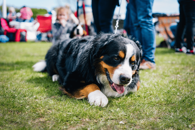Government urged not to delay ban on dog electric shock collars
