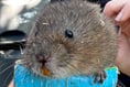 Water voles return to River Gara