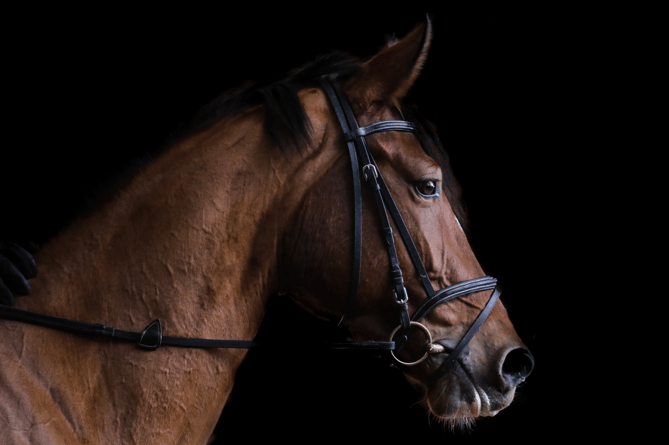 Race horse stock image