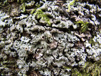 Rare species set to benefit from new funding 