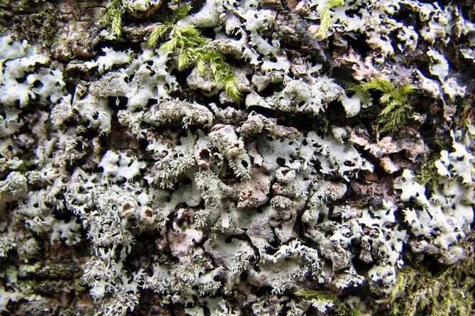 Hairy-spined shield lichen - Credit: Dave Lamacraft, Plantlife