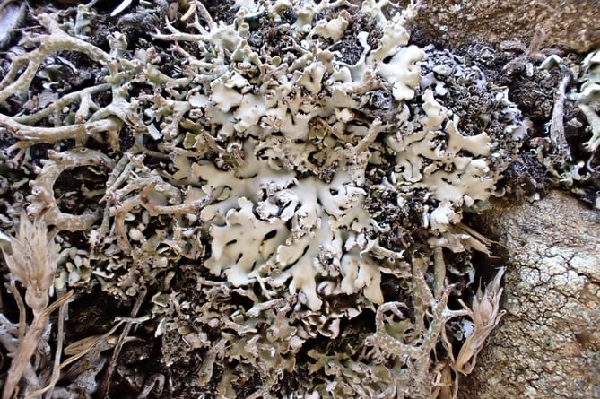 Orange-tinted fringe lichen - Credit: Dave Lamacraft, Plantlife