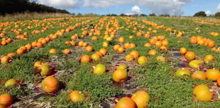 South Hams pumpkins ready for Halloween