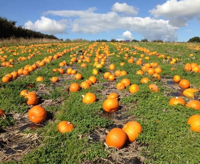 South Hams pumpkins ready for Halloween
