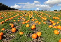 South Hams pumpkins ready for Halloween
