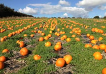 South Hams pumpkins ready for Halloween