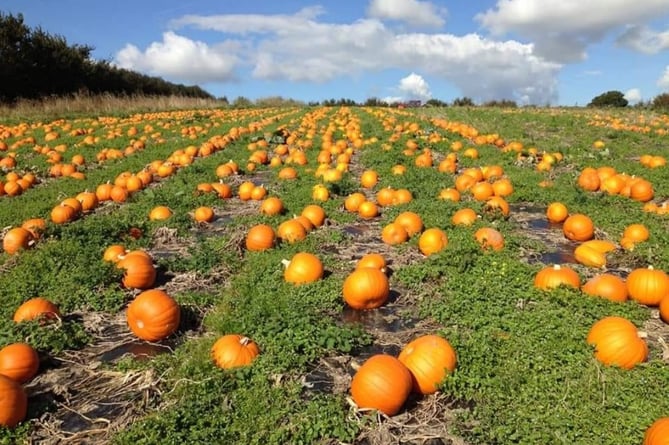 Pumpkins at Terawhiti Farm, South Milton