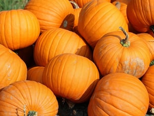 Pick out your pumpkin!