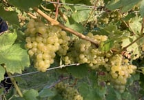 A place you can find grape expectations