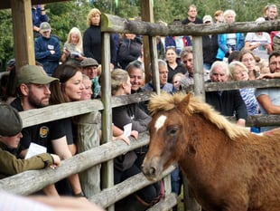 Chagford Pony Drift Sale as popular as ever