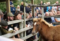 Chagford Pony Drift Sale as popular as ever