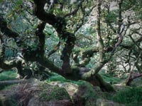 Work starts on Wistman's Woods regeneration