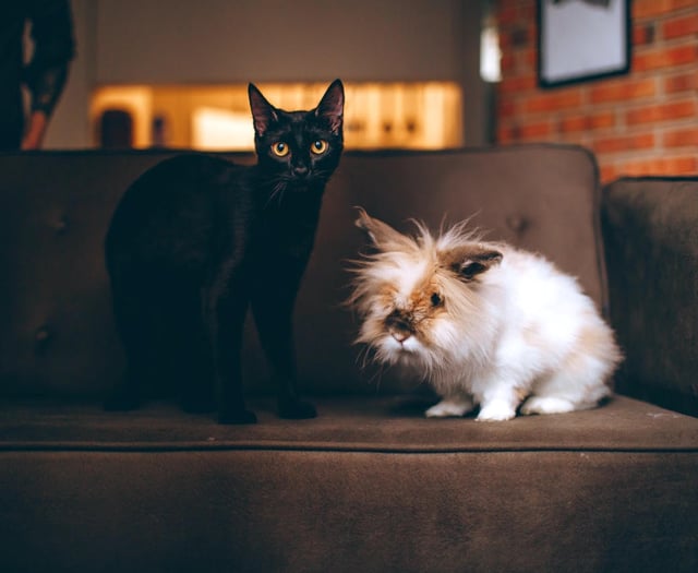 Woodland Vets offers advice for pets during fireworks displays