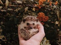 Coffee and cake to help hedgehogs in a pickle