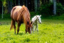 A mare and foal