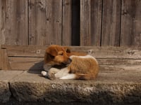 Charity treats for dogs owned by homeless people