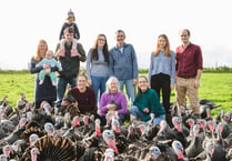 Kingsbridge turkey farmer: Buy local this Christmas
