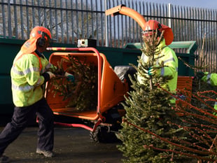 How and where to dispose of your Christmas tree