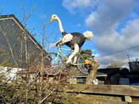 Largest flightless bird gets his wings in Totnes