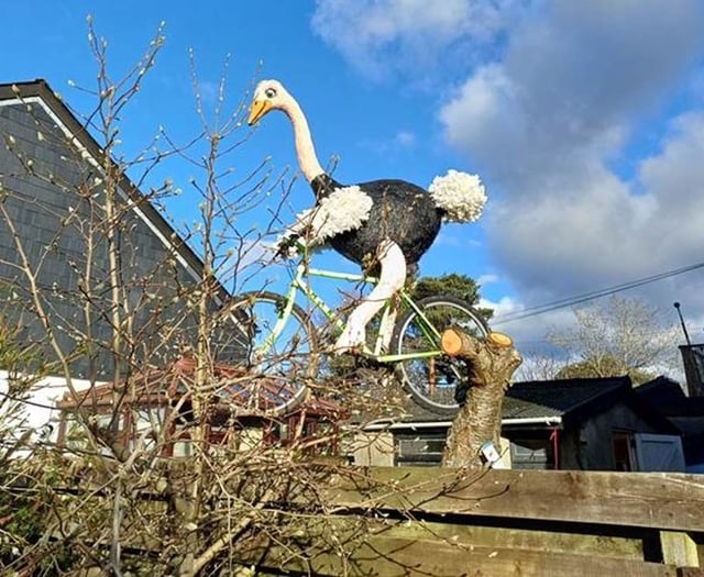 Largest flightless bird gets his wings in Totnes